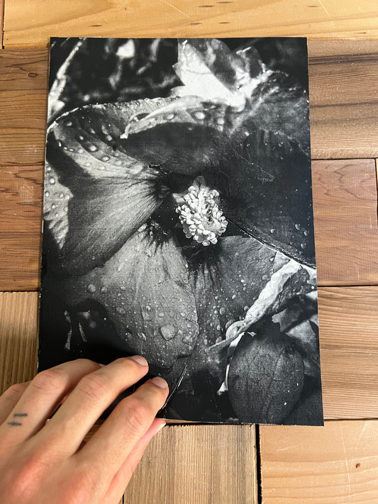 0082 - Flowers & Plants Photobook