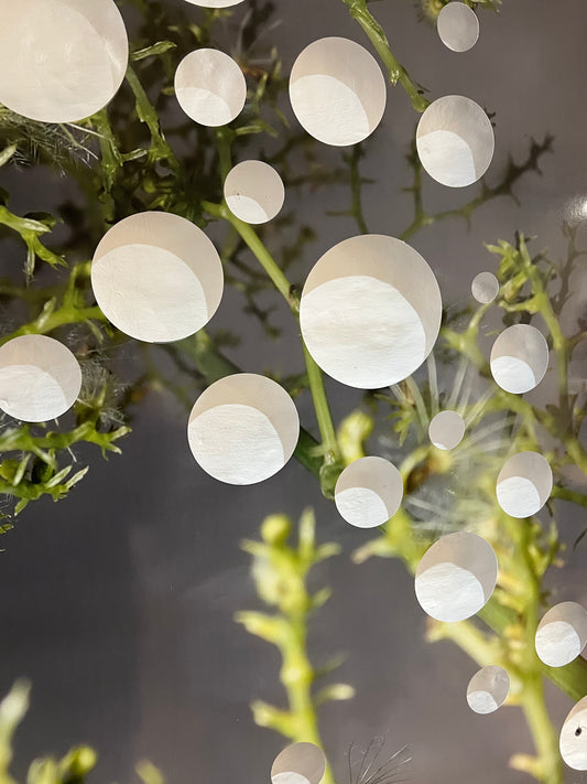 0084 - Large photograph with holes