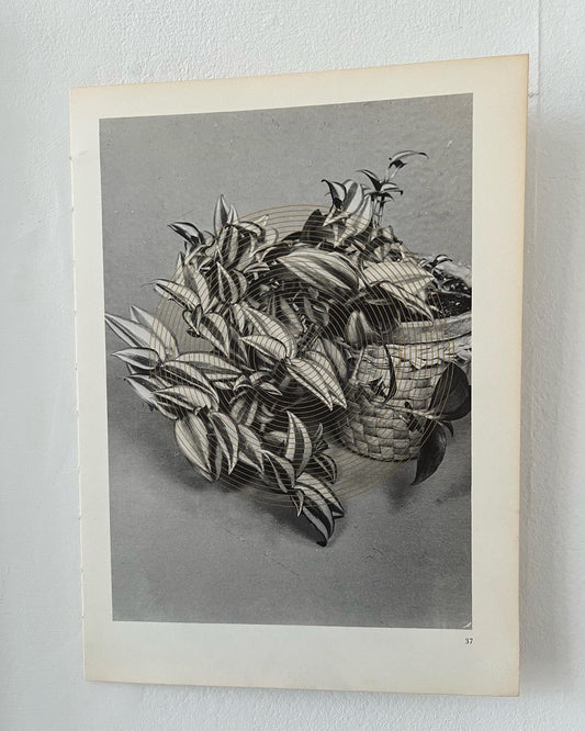 0030 - Pen Plot of spirals on a photograph