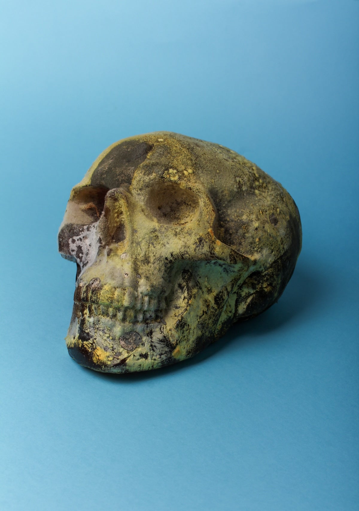 0025 - Photograph of a rotting skull made of jelly